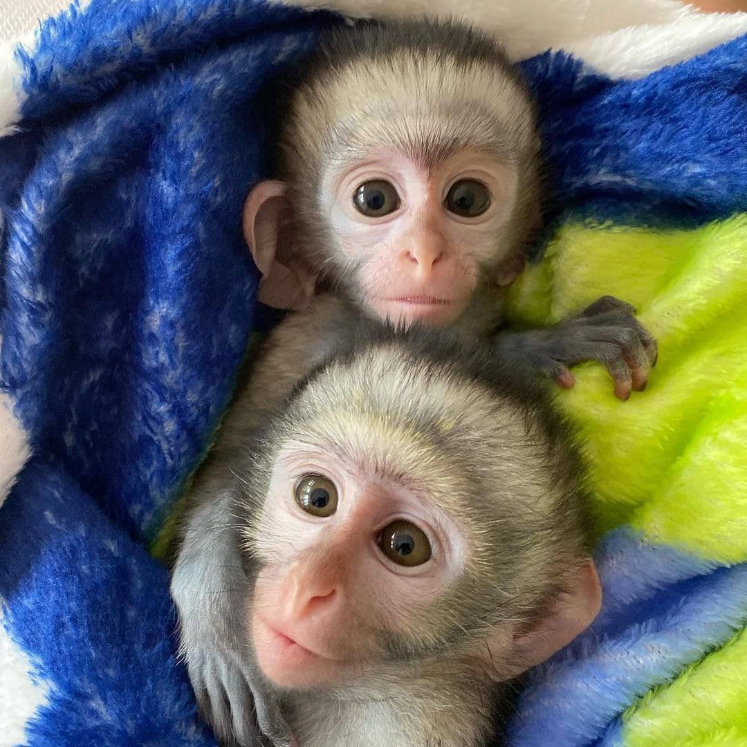 Two well-trained Capuchin monkeys looking for adoption